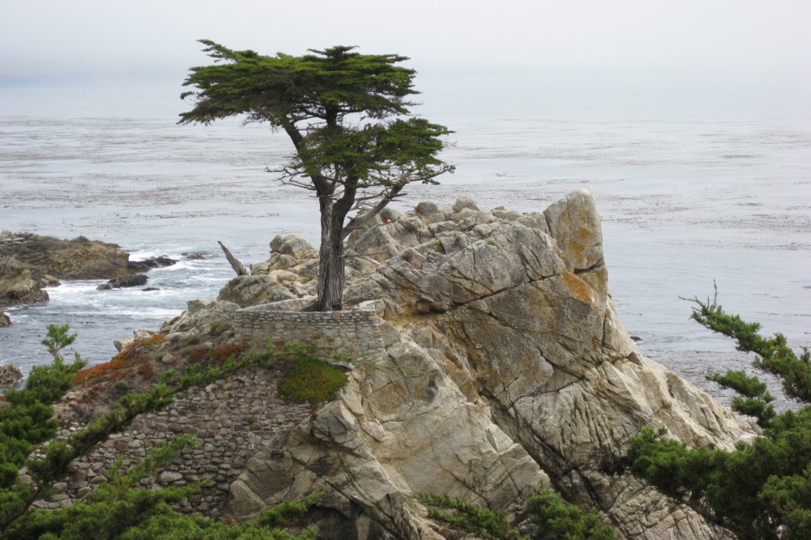 ../image/17 mile drive lone cypress 1.jpg
